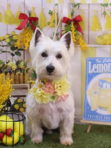 20240410ももちゃん